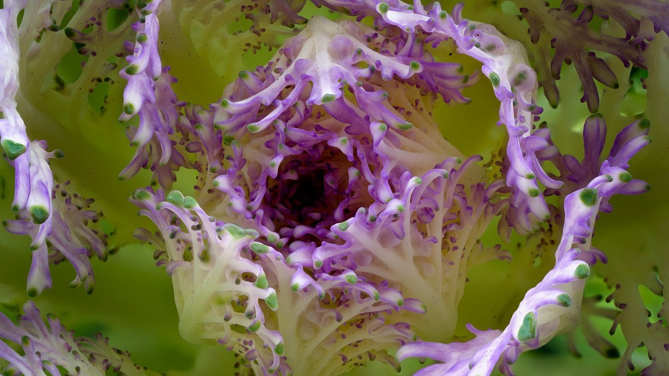 Oxalatos: a toxina presente nos vegetais